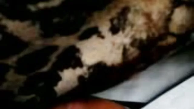 Sexo lésbico. quero ver filme pornô de mulher gorda