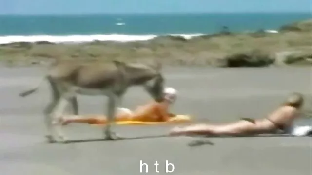 Uma asiática linda masturba-se e masturba-se apaixonadamente no gordinha fazendo porno vídeo do POV.